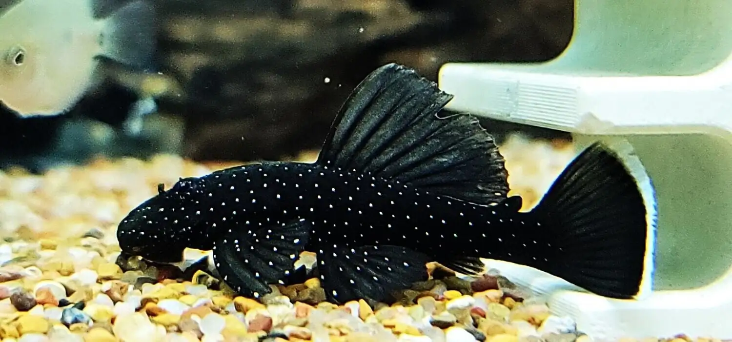 Peppermint Pleco