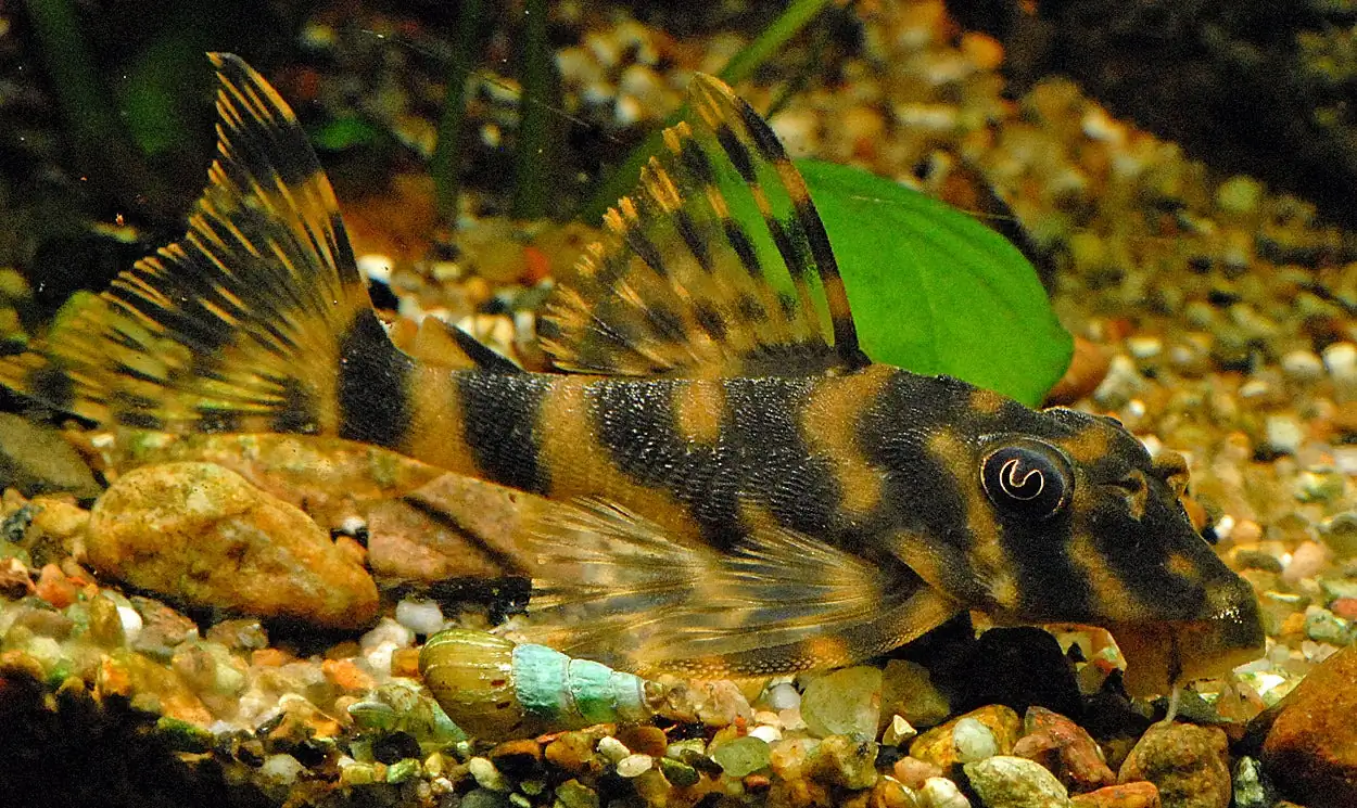 Candy Striped Pleco
