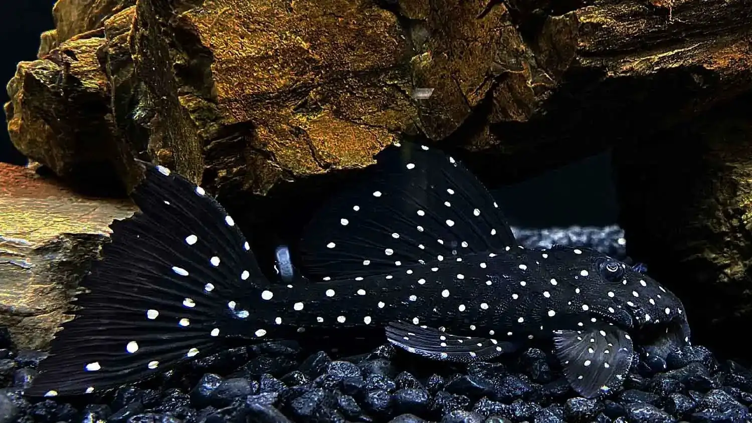 Vampire Pleco