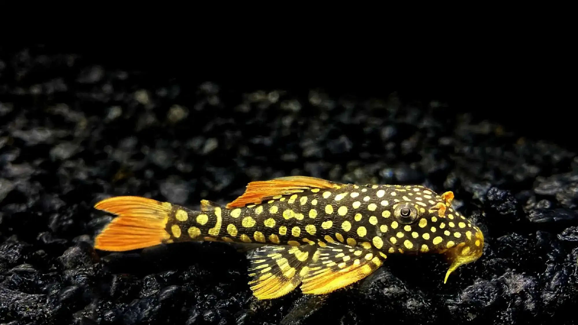 Sunshine Pleco