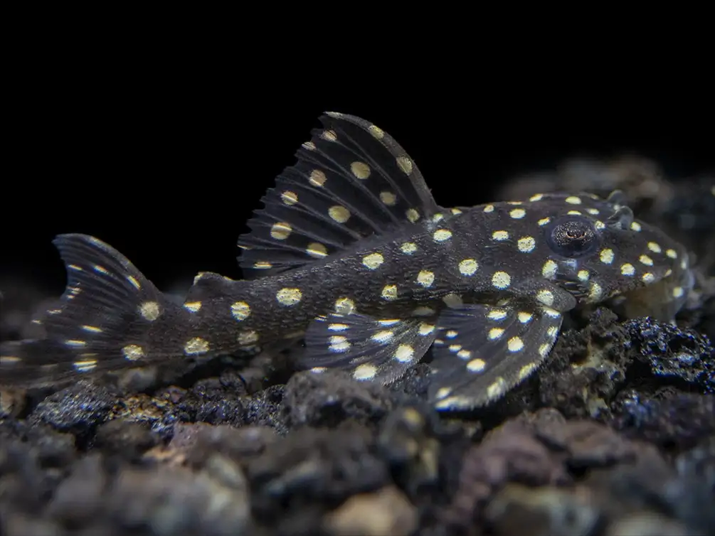 Snowball Pleco