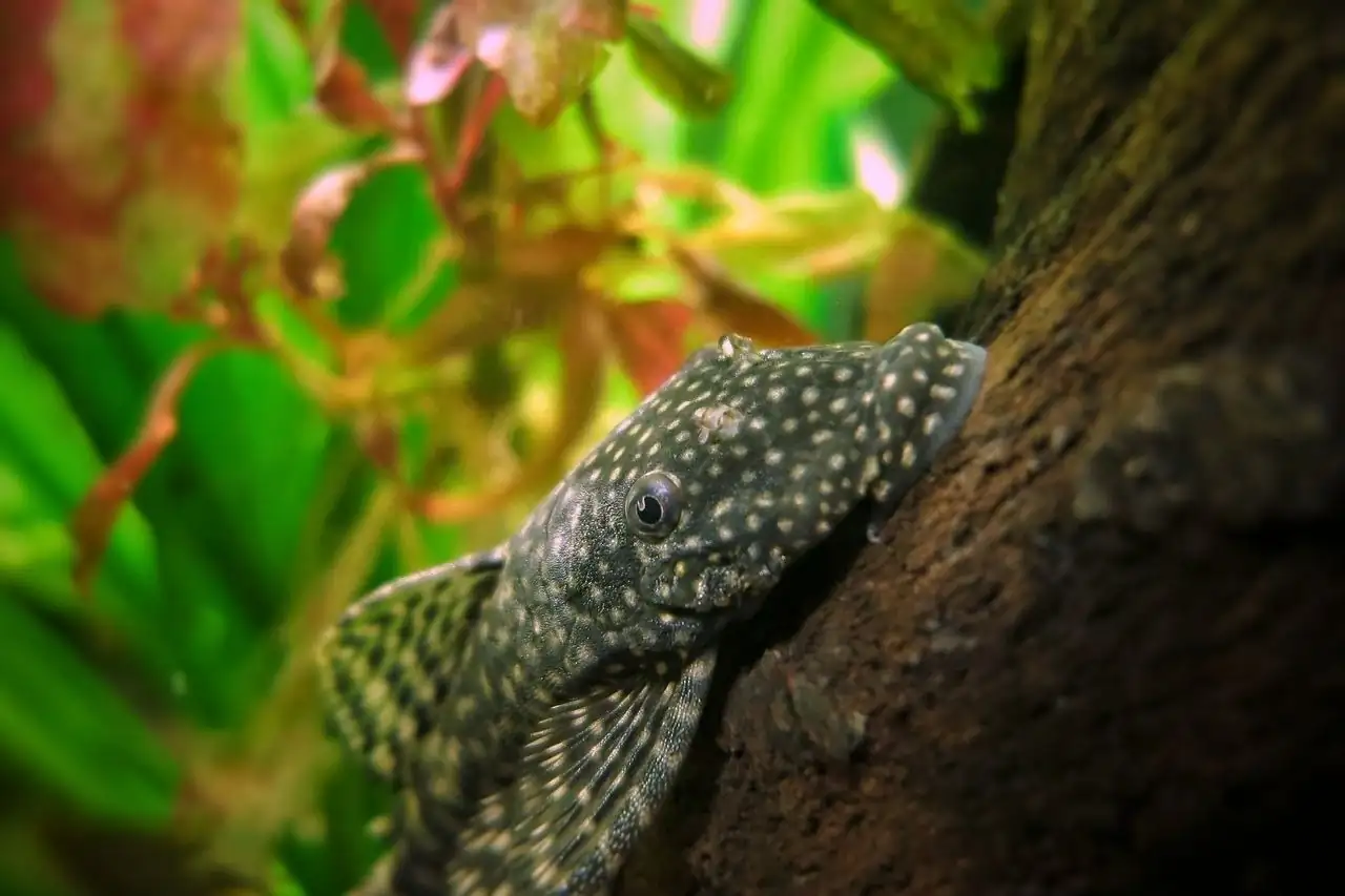 Rubber Lip Pleco