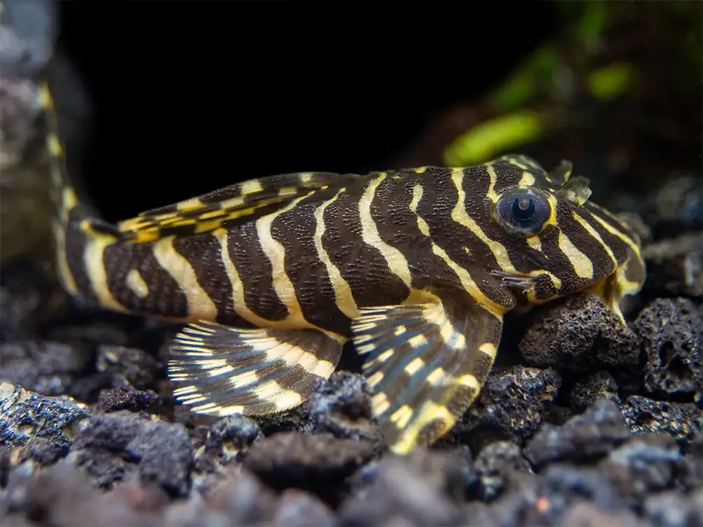 Leopard Frog Pleco