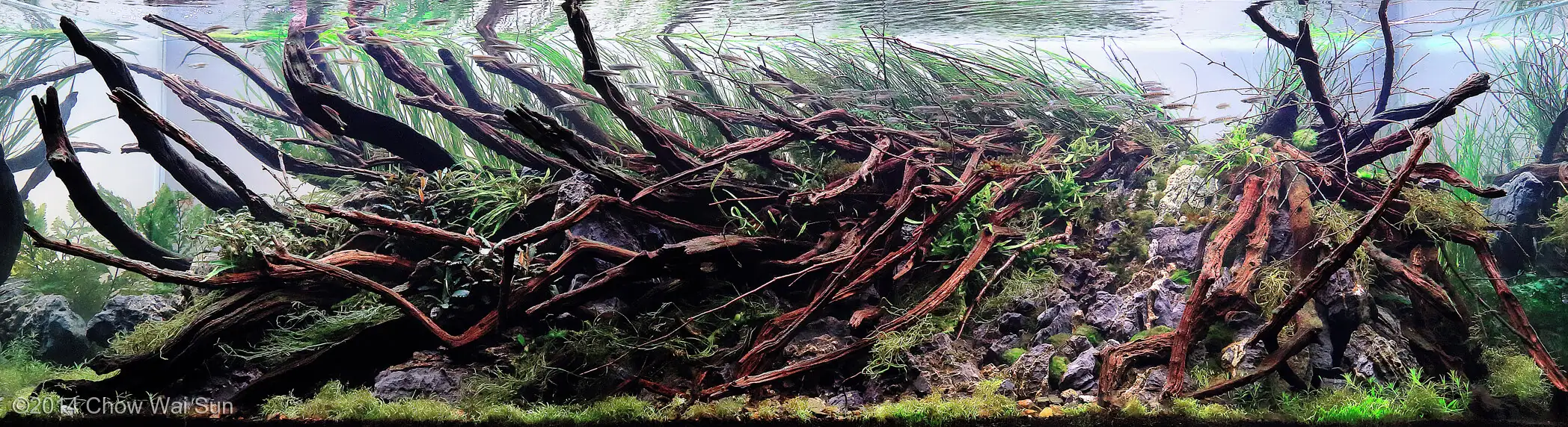 Galloping - 1st Place AGA 2014 - Dave Chow / HongKong China