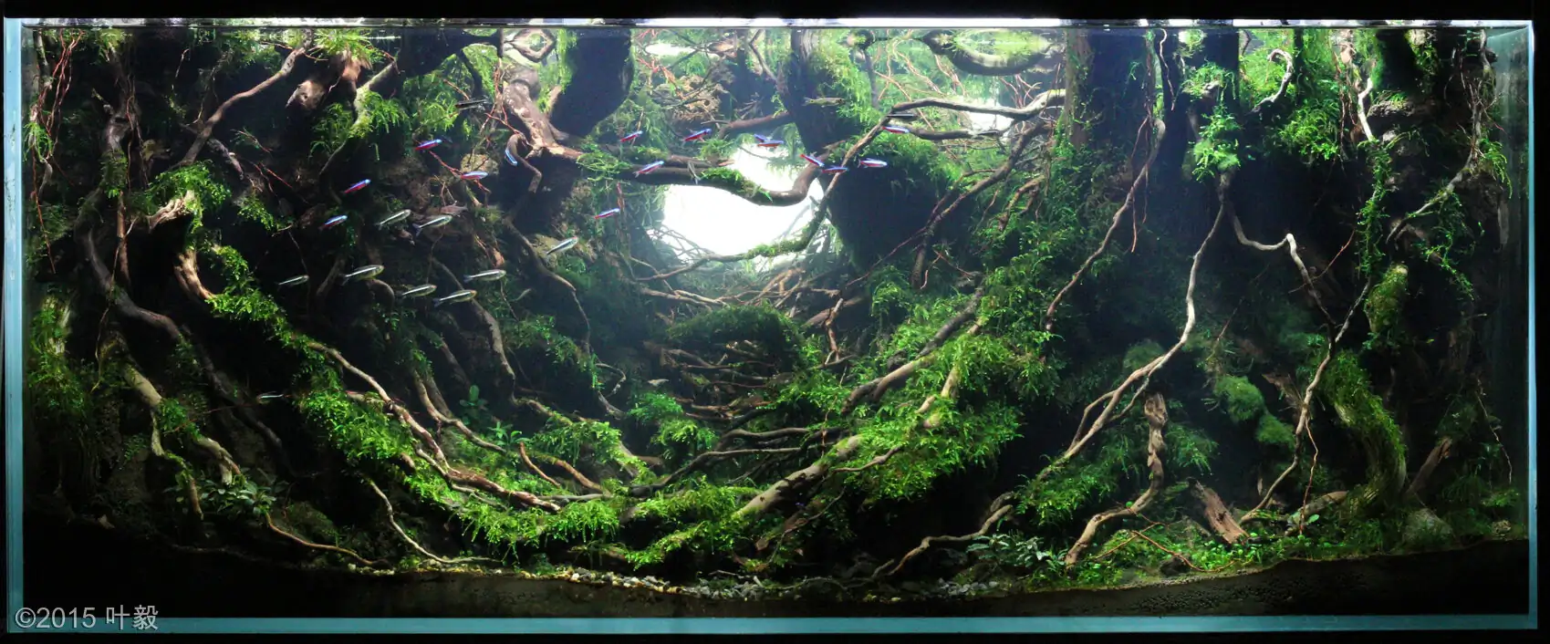 [TheStoriesOfTop7] Metempsychosis - Yi Ye / China - IAPLC 2015
