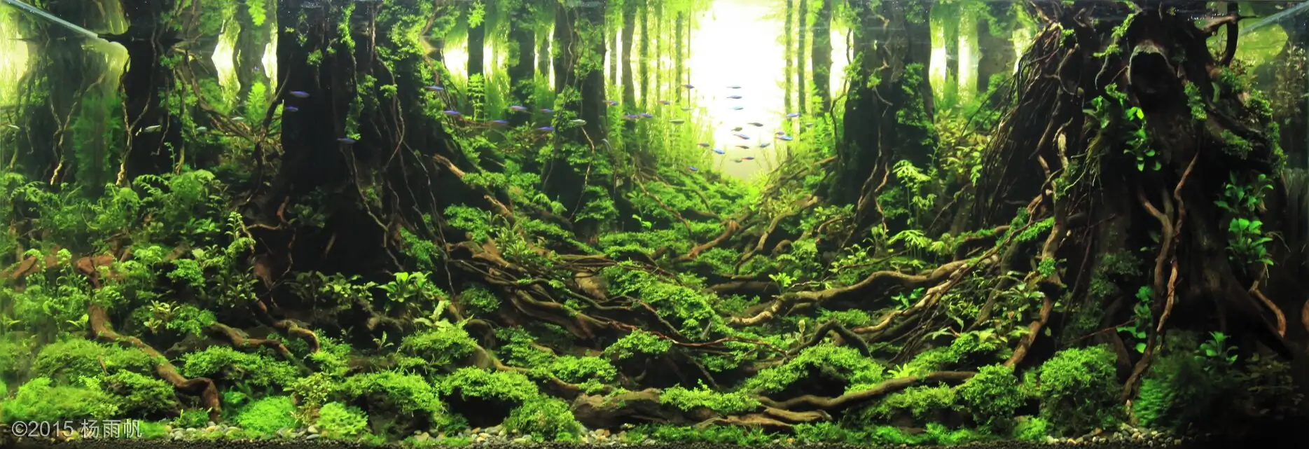 [TheStoriesOfTop7] Follow in - Yufan Yang / China - IAPLC 2015