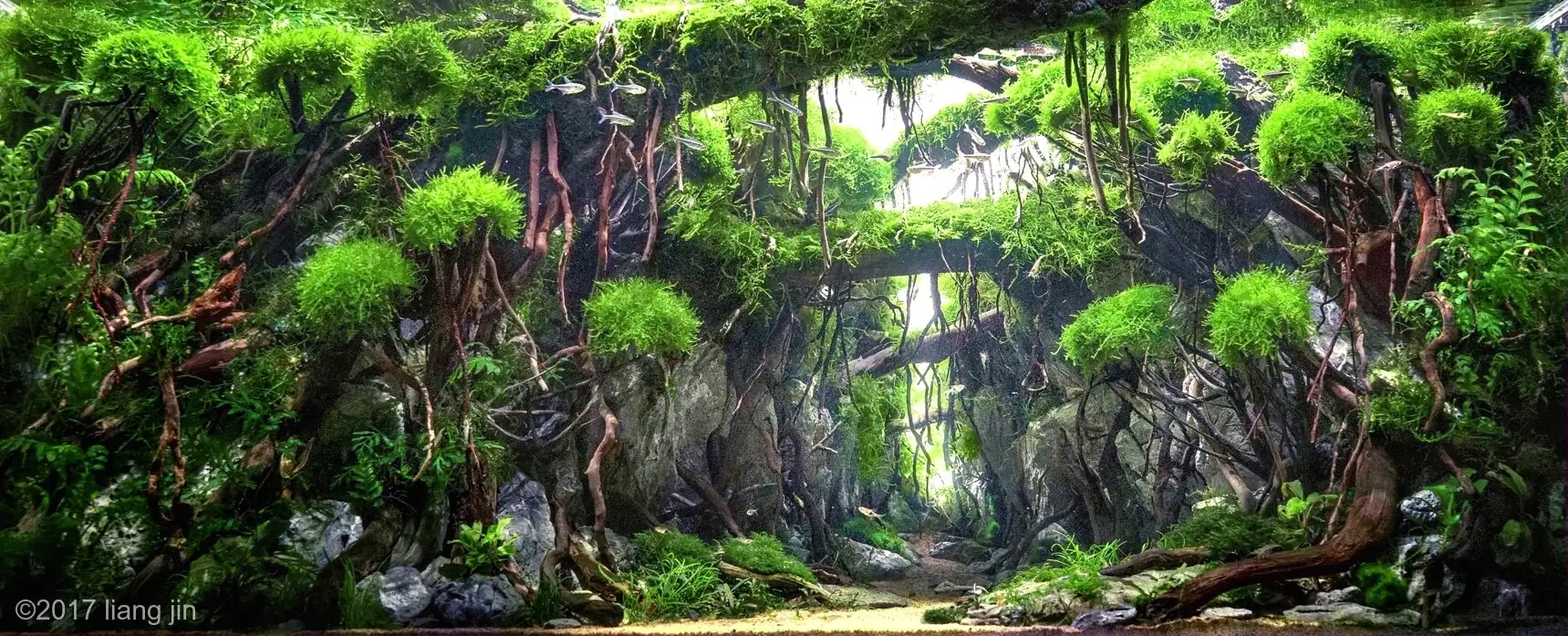 [TheStoriesOfTop7] Dryad's Ladder - Jin Liang / China - IAPLC 2017