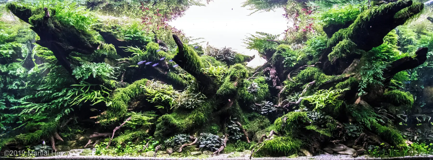 [TheStoriesOfTop7] Guardians - Martial Hervy / France - IAPLC 2019