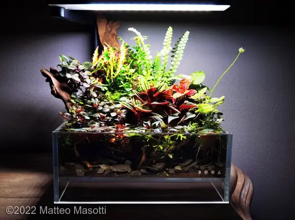 AGA - Aquatic Gardeners Asociation International Aquascaping Contest 