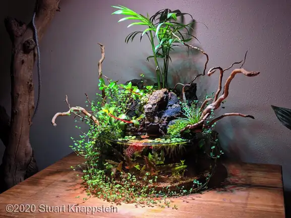 AGA - Aquatic Gardeners Asociation International Aquascaping Contest 