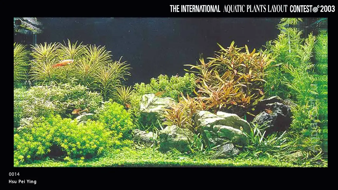 TOP 27 IAPLC 2003 - Look back history