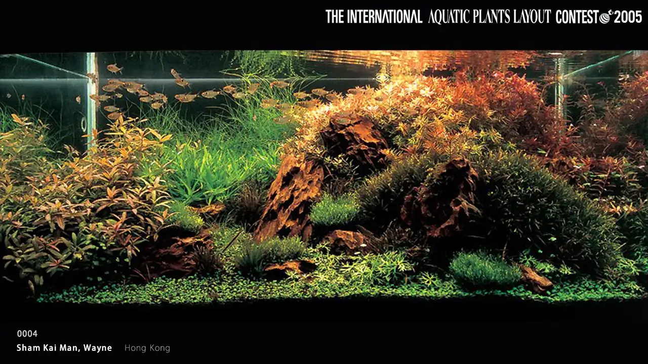 TOP 27 IAPLC 2005 - Look back history
