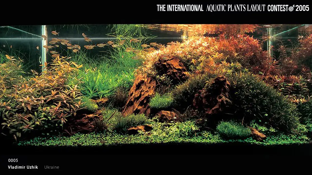TOP 27 IAPLC 2005 - Look back history