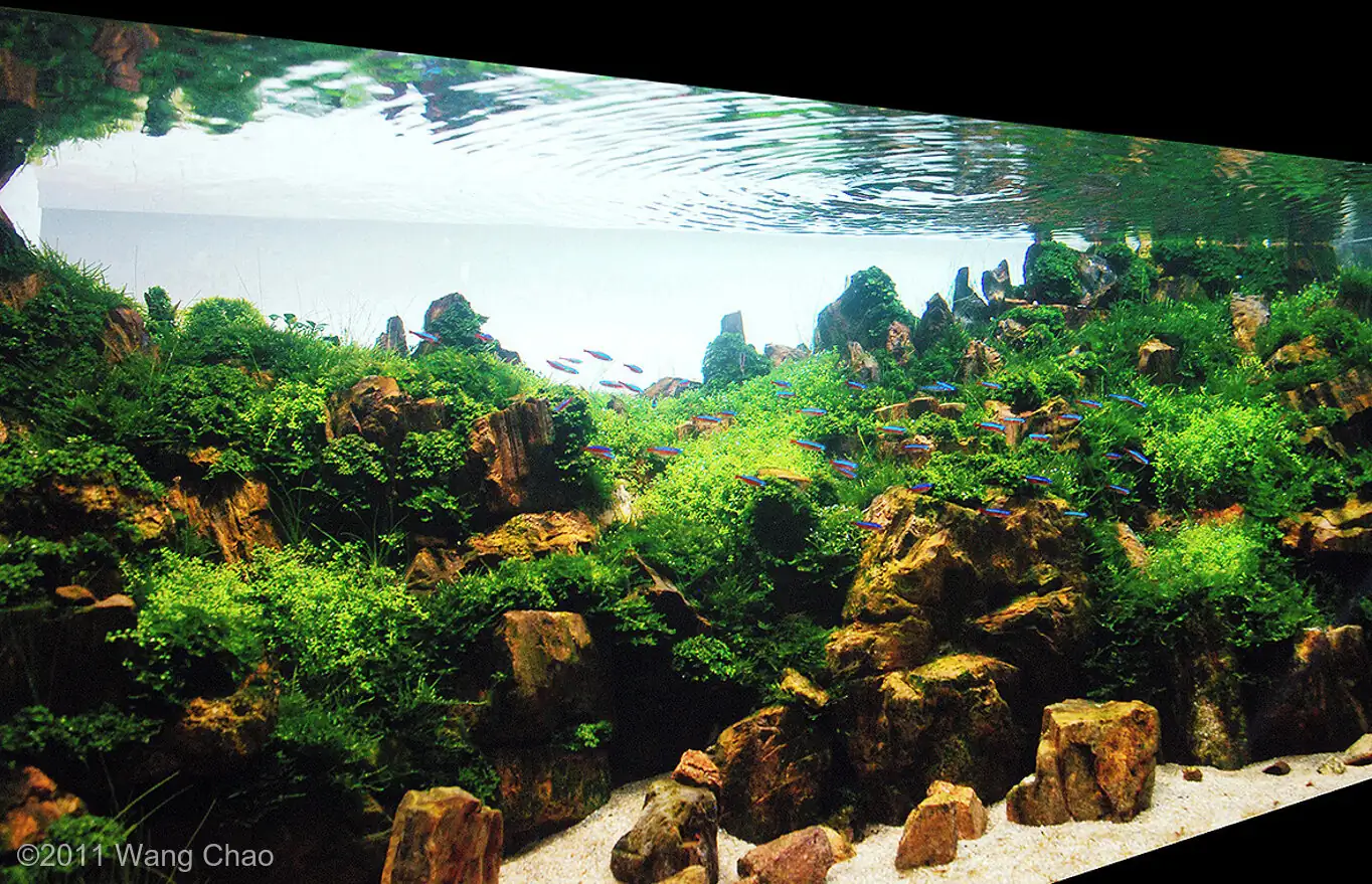 Verdant Gorge - IAPLC 2011 Rank 15th - WangChao / China