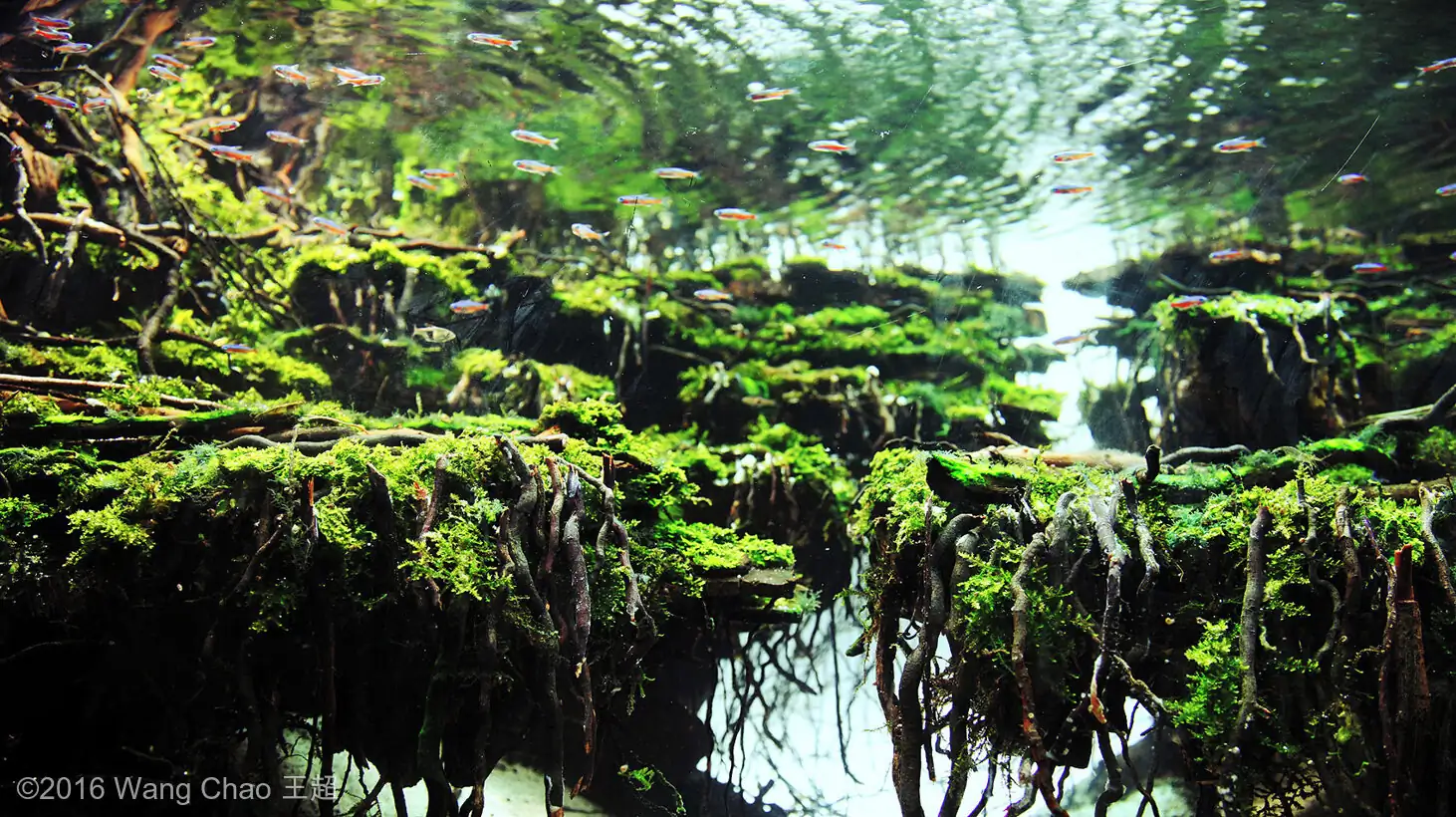 Dreamland - Gold prize IAPLC 2016 and Best of show  AGA 2016 - Wang Chao/China 