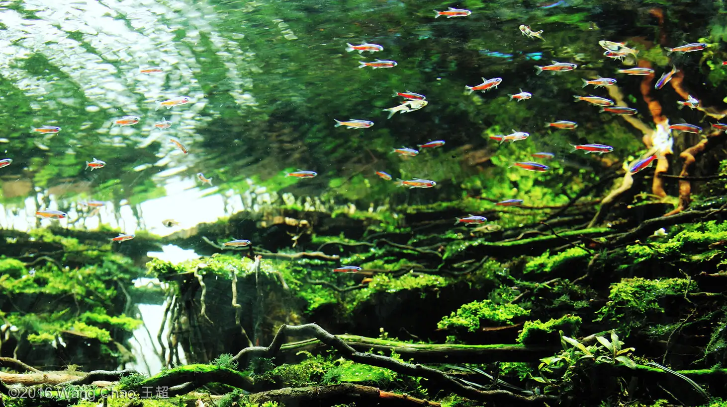 Dreamland - Gold prize IAPLC 2016 and Best of show  AGA 2016 - Wang Chao/China 