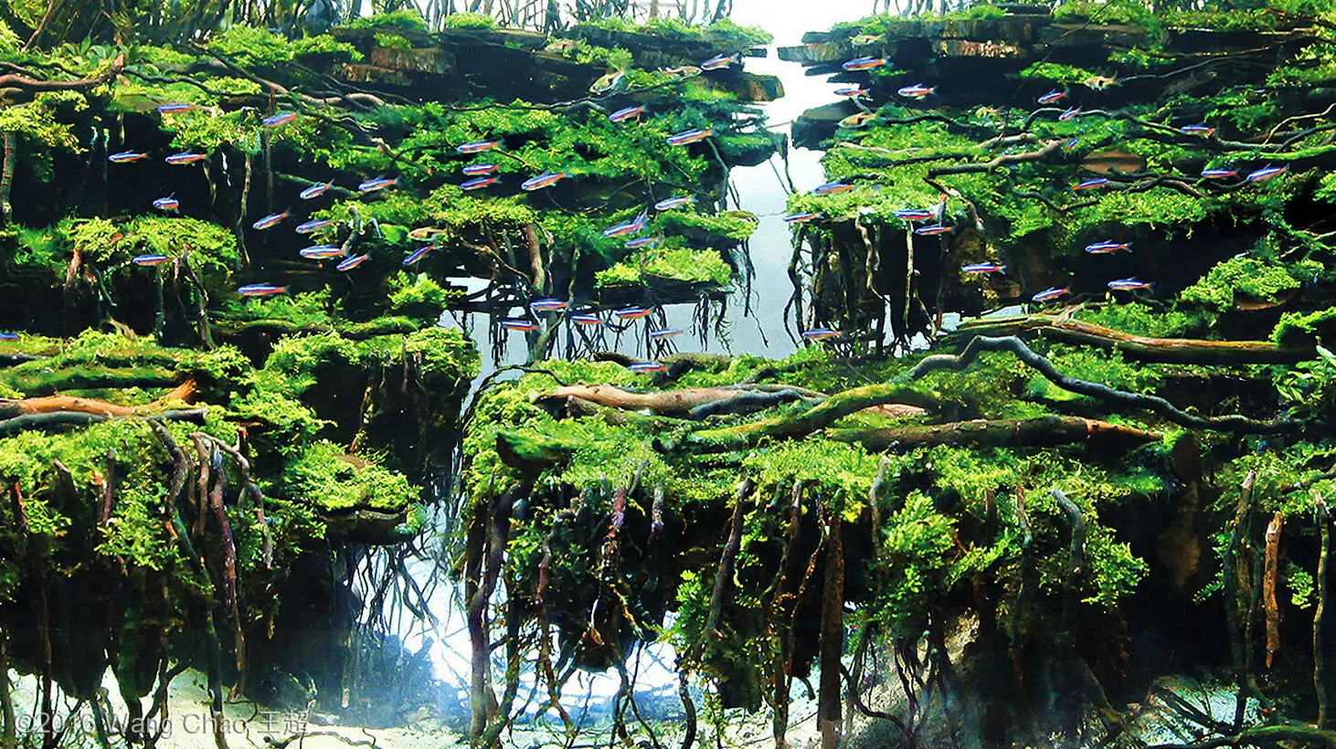 Dreamland - Gold prize IAPLC 2016 and Best of show  AGA 2016 - Wang Chao/China 