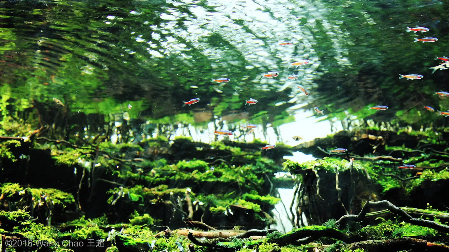 Dreamland - Gold prize IAPLC 2016 and Best of show  AGA 2016 - Wang Chao/China 