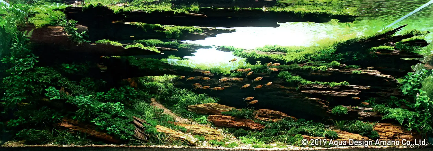 [TheStoriesOfTop7] Fallowness - Siak Wee Yeo / Malaysia - IAPLC 2019