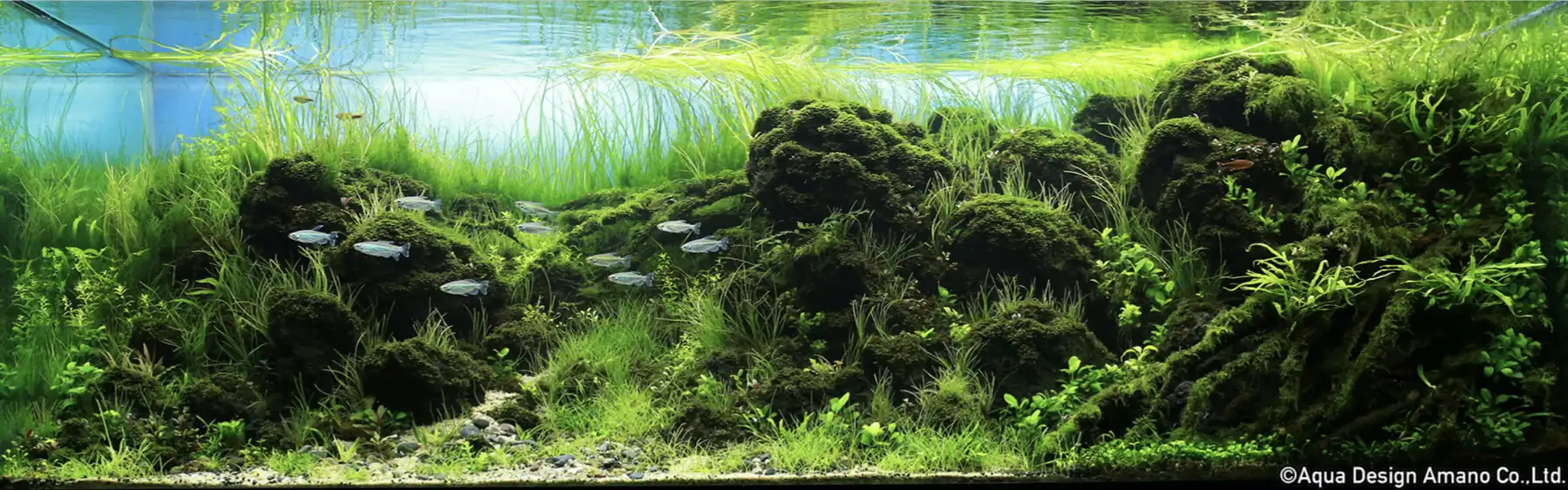 Down stream rocks - Honour Prize IAPLC 2021 - Nguyen Quang Minh / VietNam