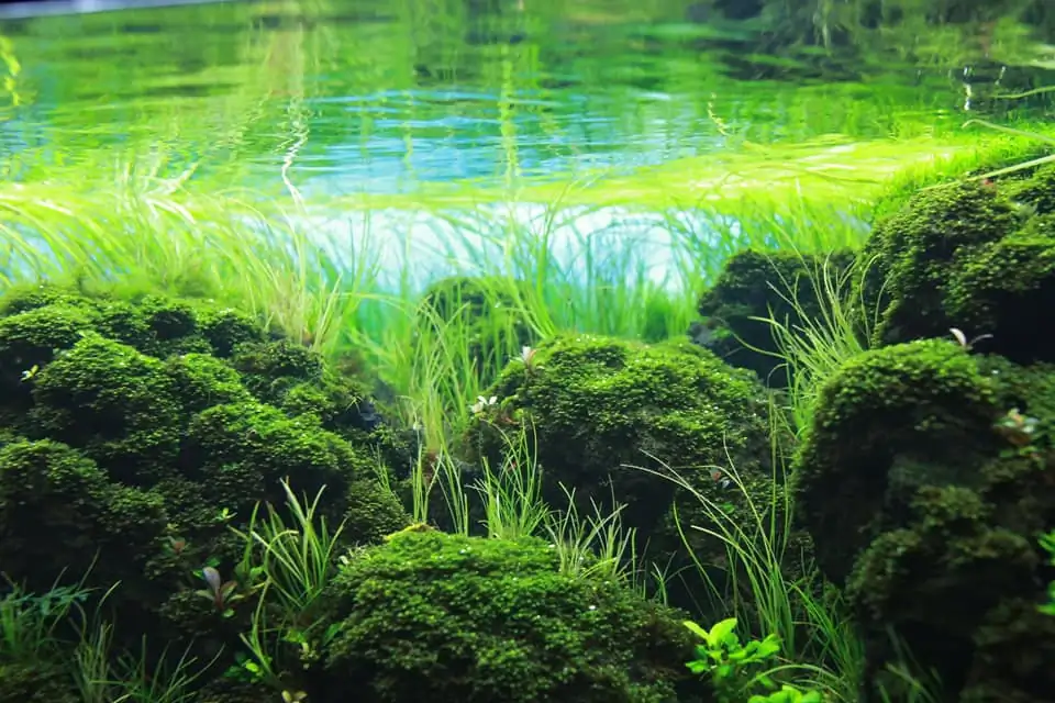 Down stream rocks - Honour Prize IAPLC 2021 - Nguyen Quang Minh / VietNam