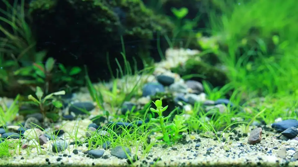 Down stream rocks - Honour Prize IAPLC 2021 - Nguyen Quang Minh / VietNam