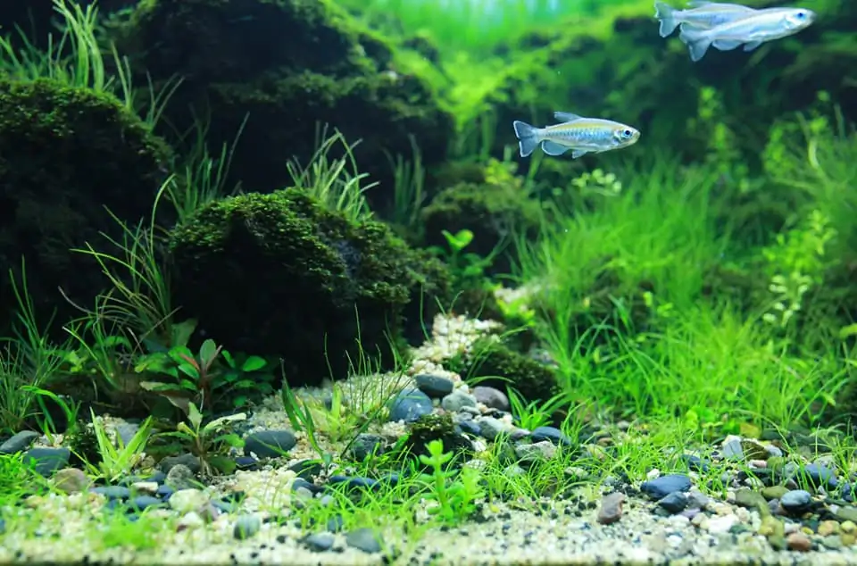 Down stream rocks - Honour Prize IAPLC 2021 - Nguyen Quang Minh / VietNam