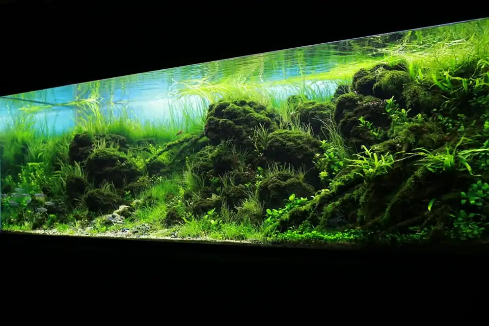 Down stream rocks - Honour Prize IAPLC 2021 - Nguyen Quang Minh / VietNam