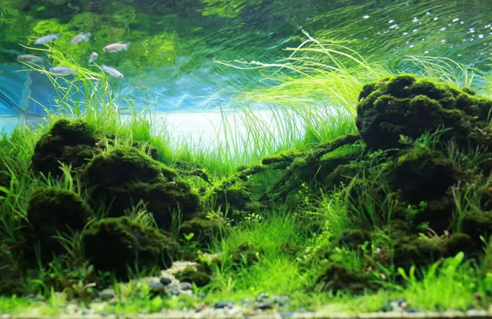 Down stream rocks - Honour Prize IAPLC 2021 - Nguyen Quang Minh / VietNam