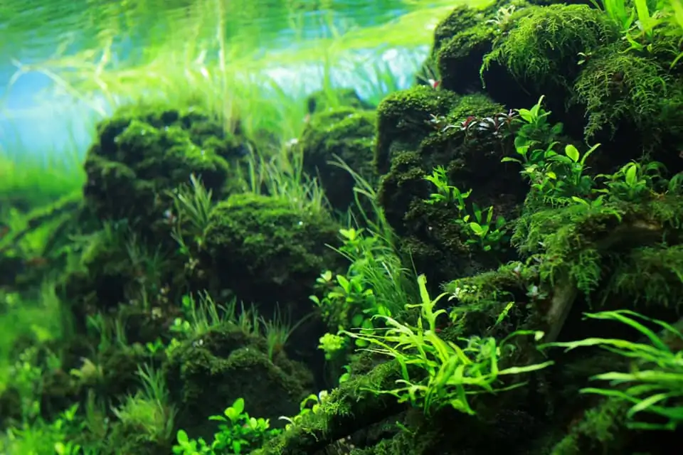 Down stream rocks - Honour Prize IAPLC 2021 - Nguyen Quang Minh / VietNam