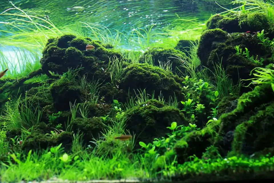 Down stream rocks - Honour Prize IAPLC 2021 - Nguyen Quang Minh / VietNam