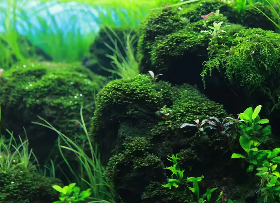 Down stream rocks - Honour Prize IAPLC 2021 - Nguyen Quang Minh / VietNam