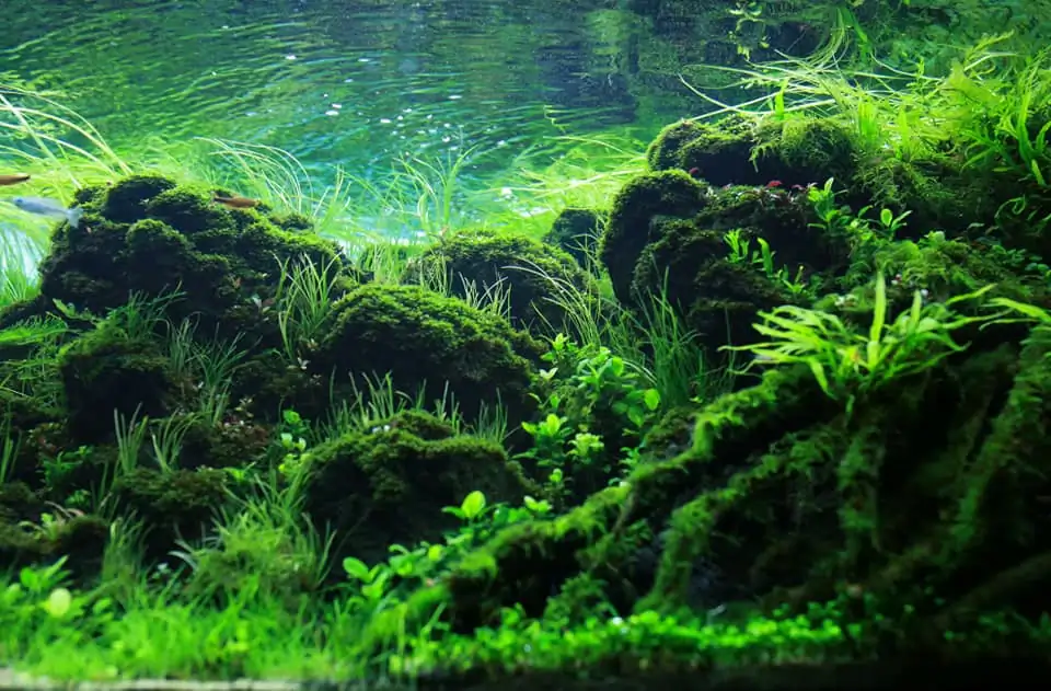 Down stream rocks - Honour Prize IAPLC 2021 - Nguyen Quang Minh / VietNam