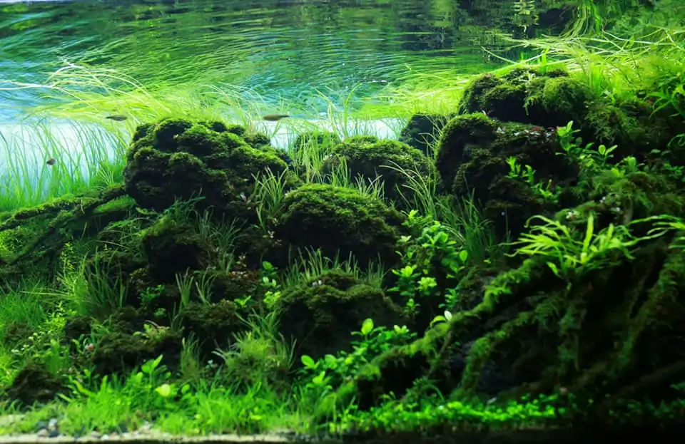 Down stream rocks - Honour Prize IAPLC 2021 - Nguyen Quang Minh / VietNam