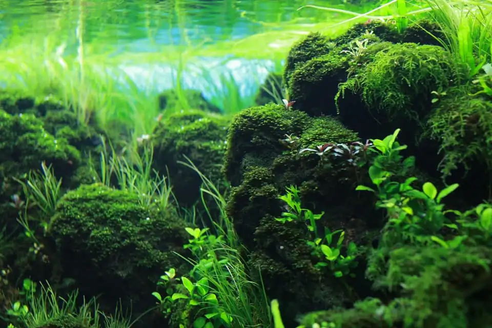 Down stream rocks - Honour Prize IAPLC 2021 - Nguyen Quang Minh / VietNam