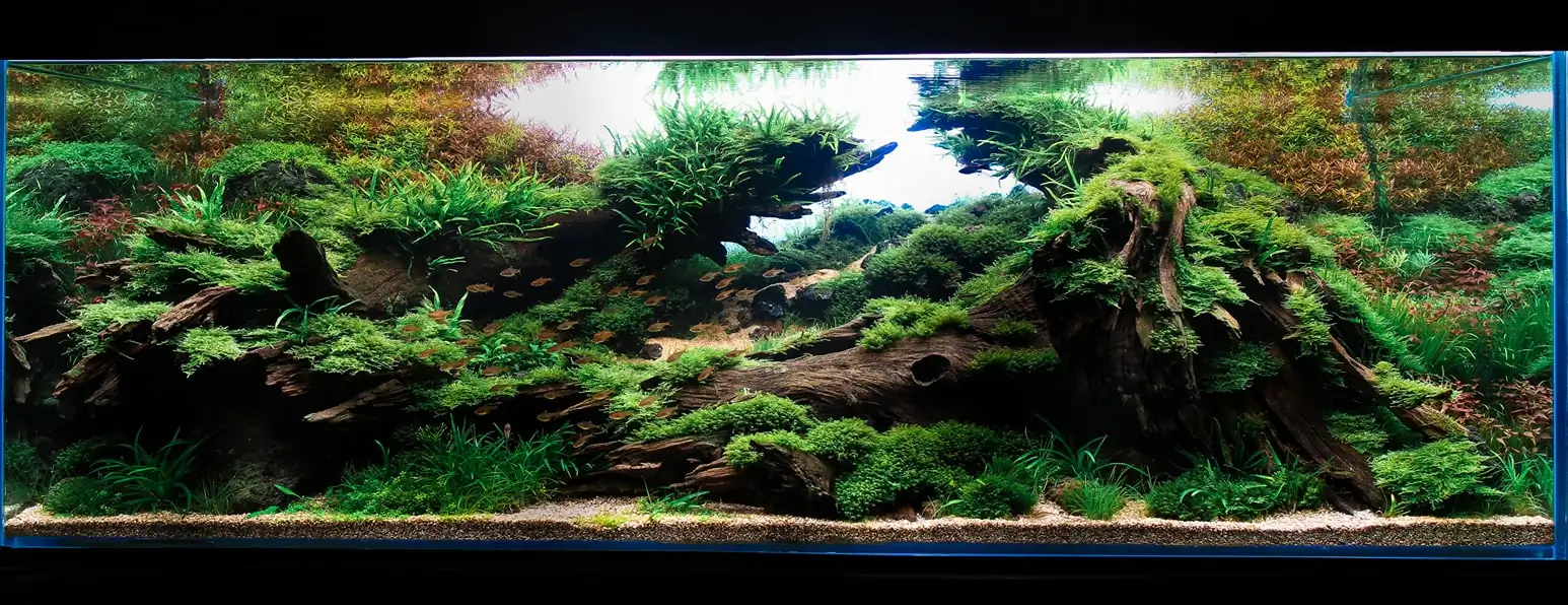 [TheStoriesOfTop7] Embrace - Josh Sim / Malaysia - IAPLC 2021