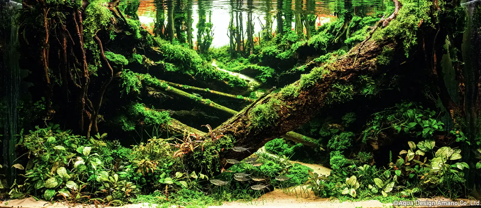 Autumn Rhyme - IAPLC 2022 | Top 6 | Bronze Prize - Liwei Guan/China