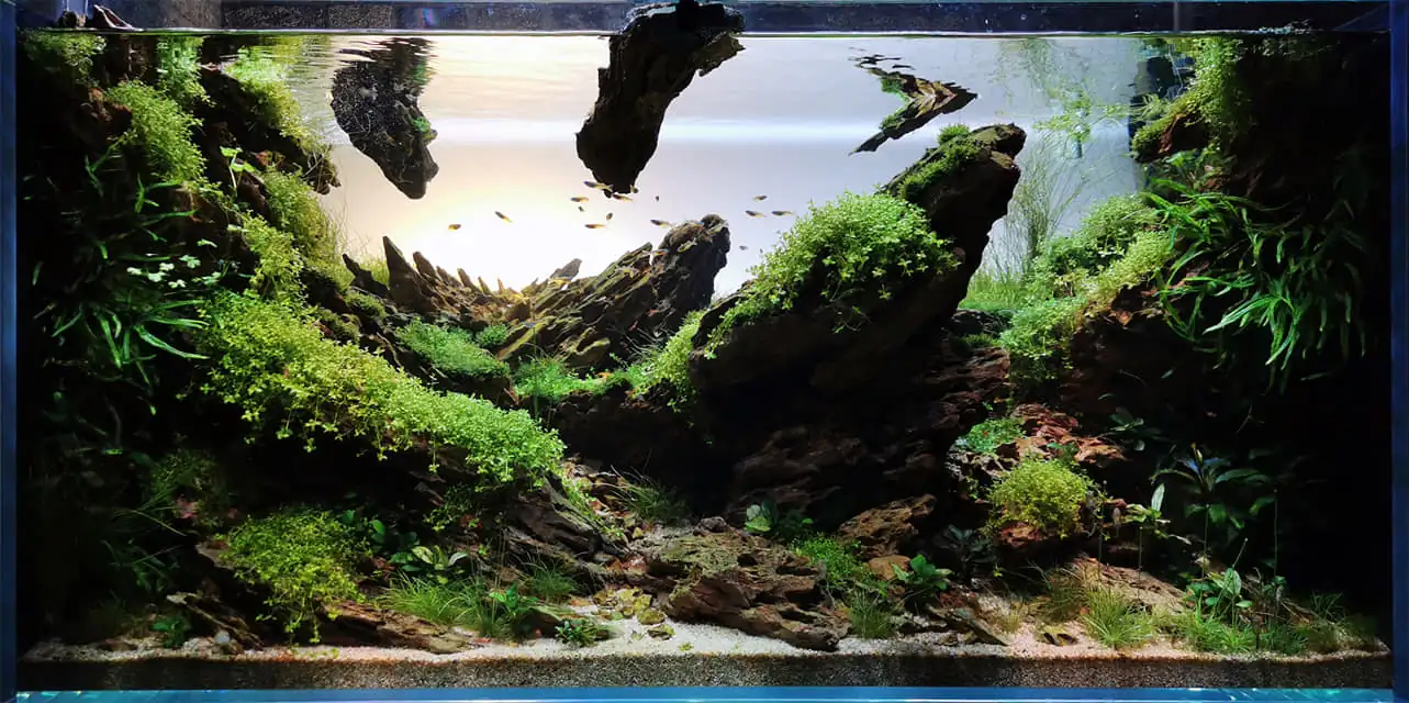 Steps progression IAPLC 2022 Rank 115 Last Day - Damien Agro / France