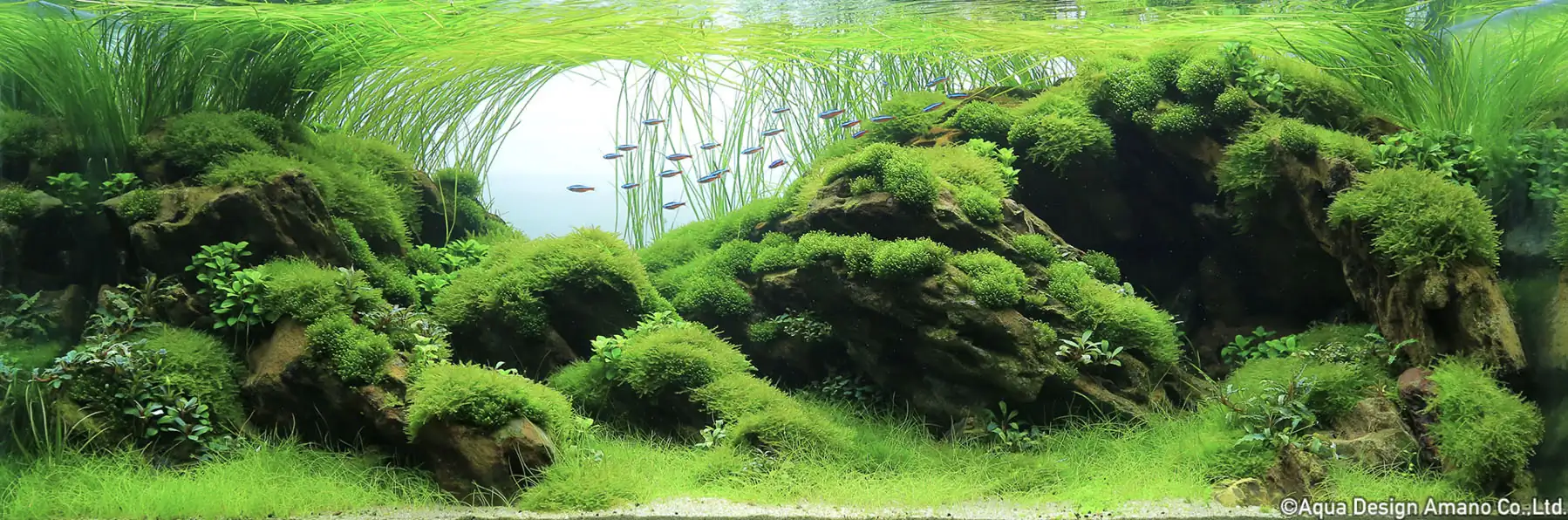 New Chapter - IAPLC 2022 | Top 5 | Bronze Prize - TrungPhan/VietNam