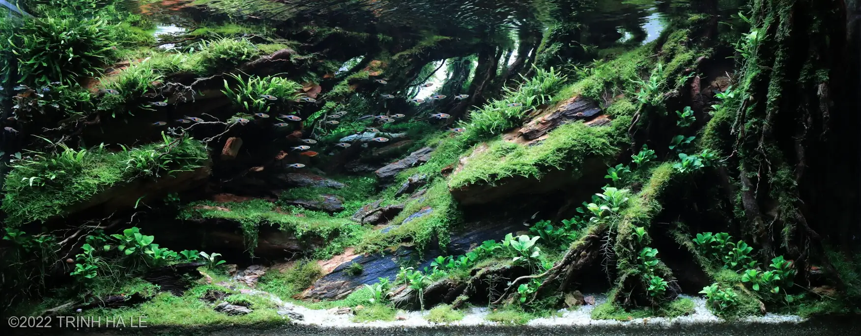 Wind and Water - IAPLC 2022 | Top 7 | Bronze Prize - Trinh Ha Le / VietNam