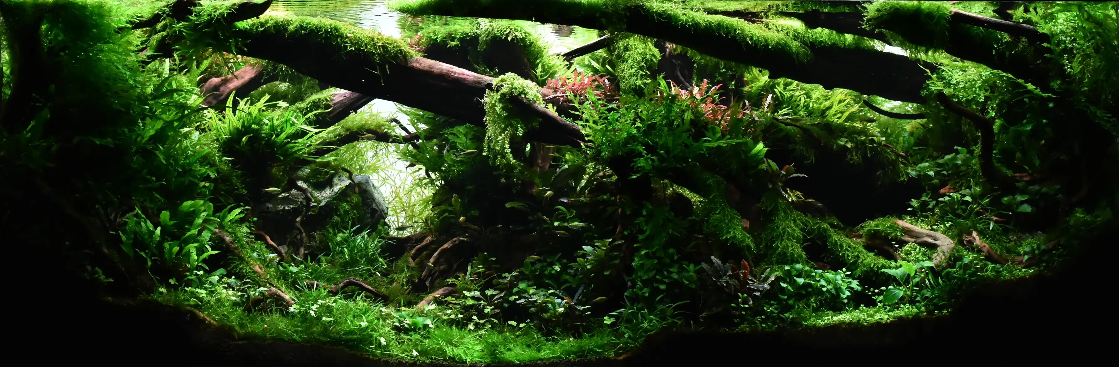 Aquascaping steps IAPLC 2023 - Rank 160 - Neverland - Michal Jaskowiak / Poland
