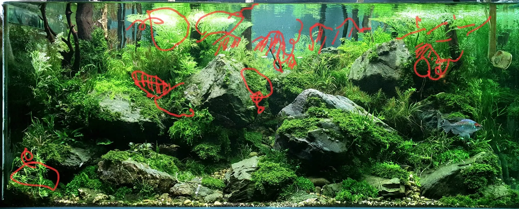 Aquascaping steps IAPLC 2023 - Rank 9 - Rocky Forest - Insik Chung / Korea
