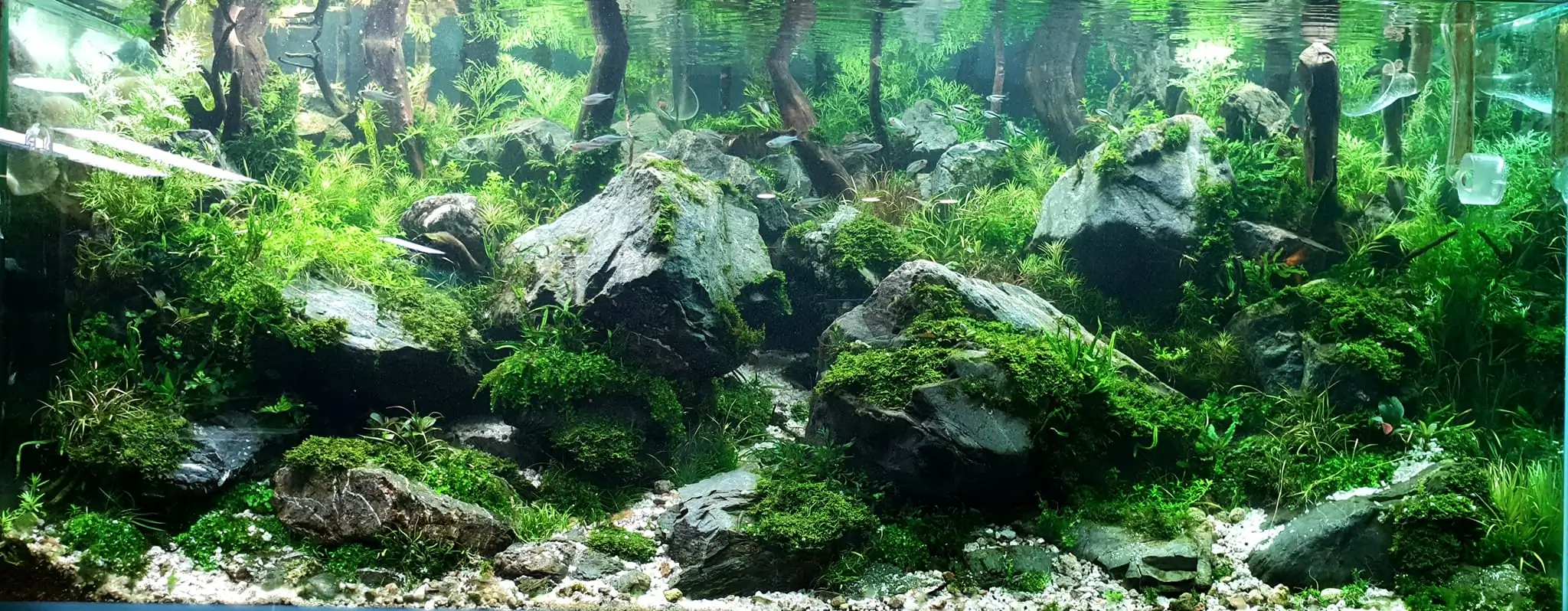 Aquascaping steps IAPLC 2023 - Rank 9 - Rocky Forest - Insik Chung / Korea