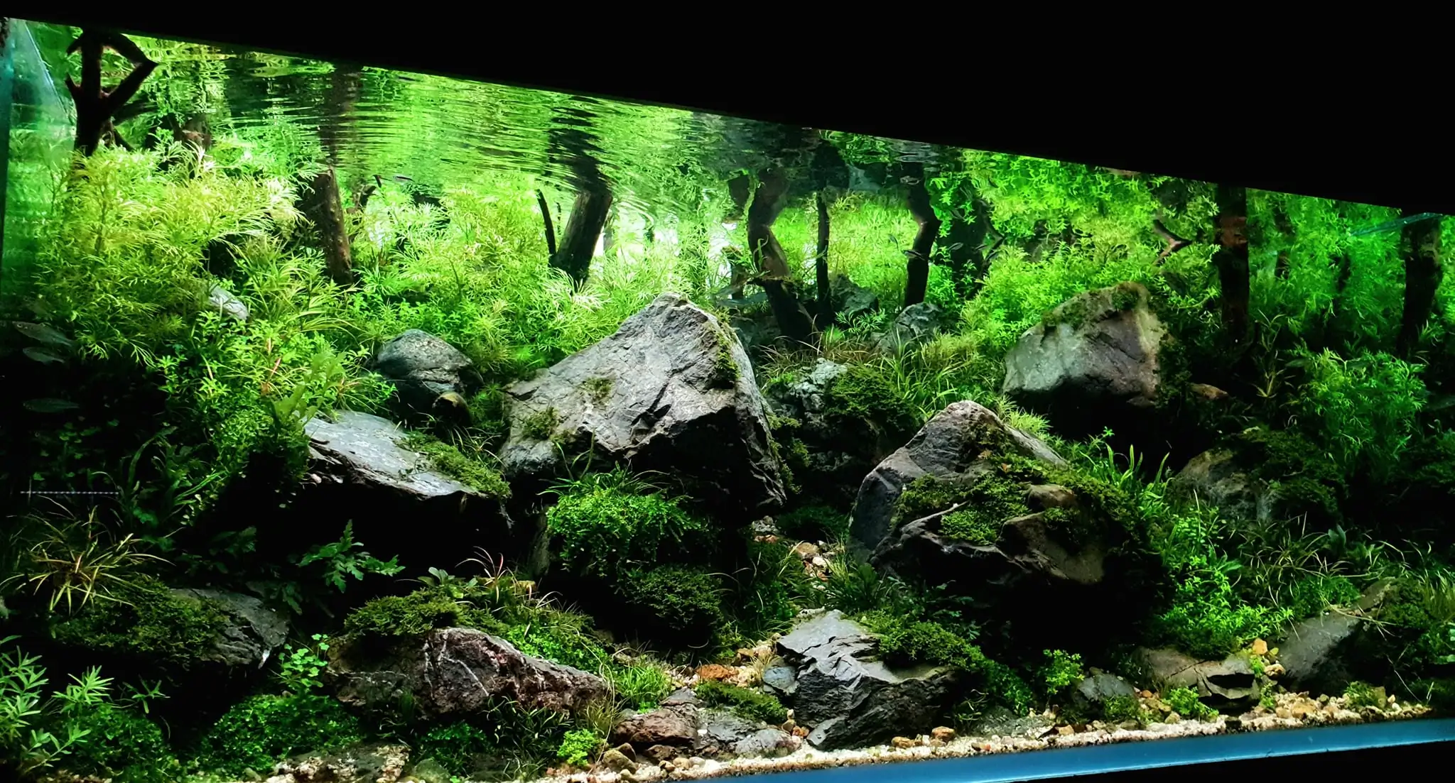 Aquascaping steps IAPLC 2023 - Rank 9 - Rocky Forest - Insik Chung / Korea