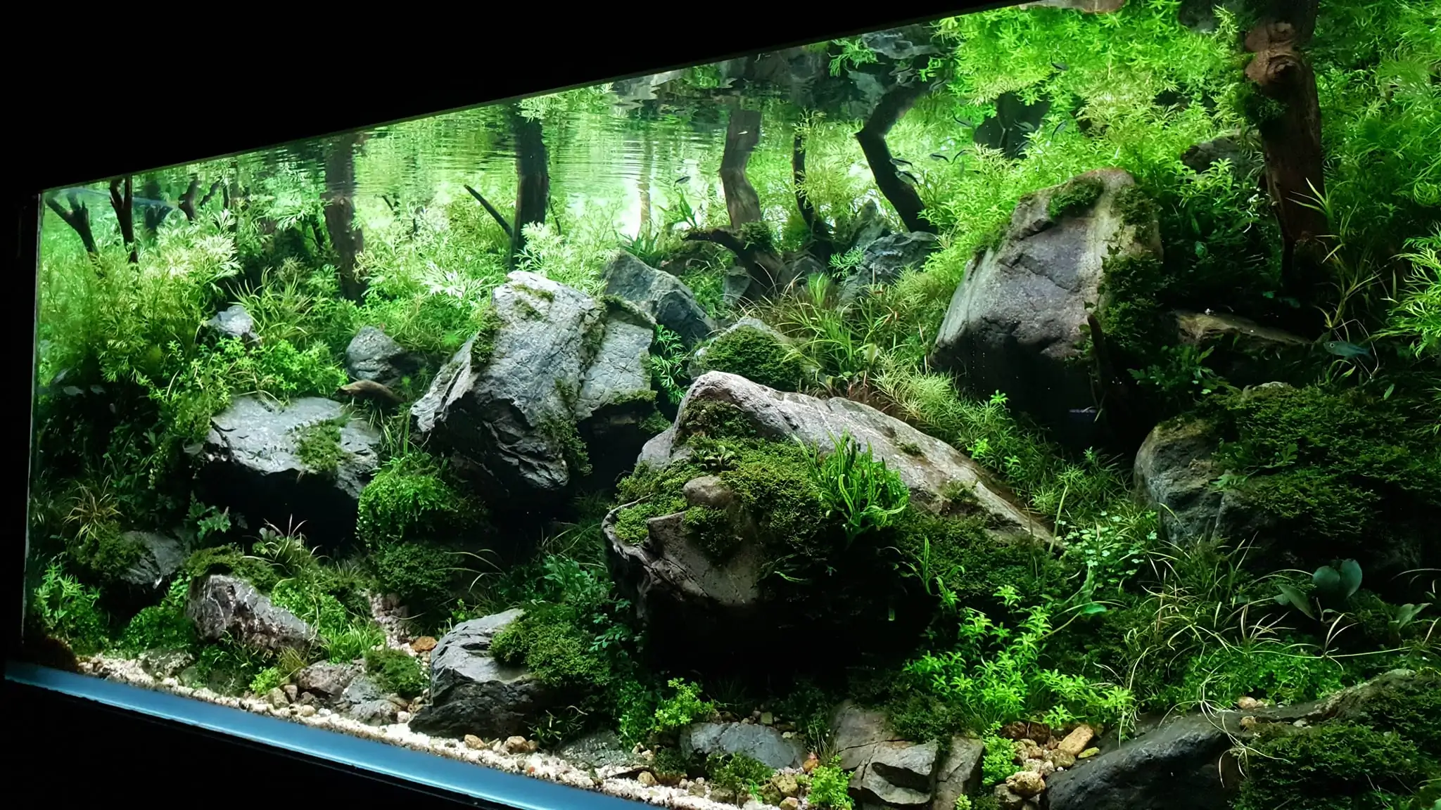 Aquascaping steps IAPLC 2023 - Rank 9 - Rocky Forest - Insik Chung / Korea