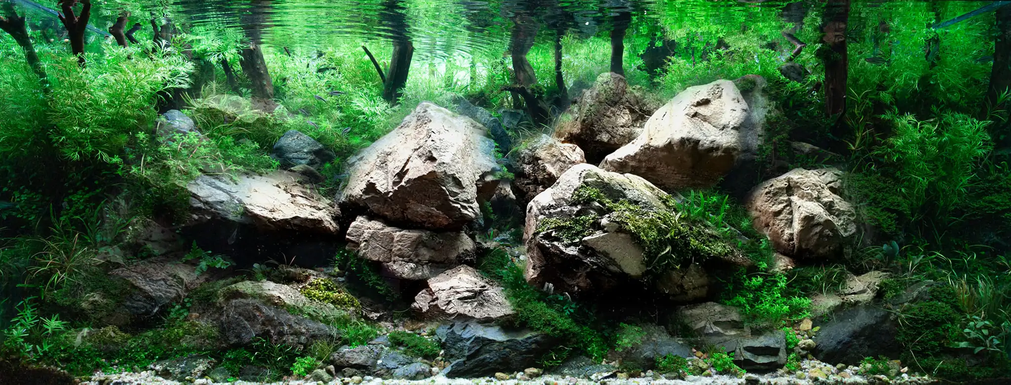 Aquascaping steps IAPLC 2023 - Rank 9 - Rocky Forest - Insik Chung / Korea