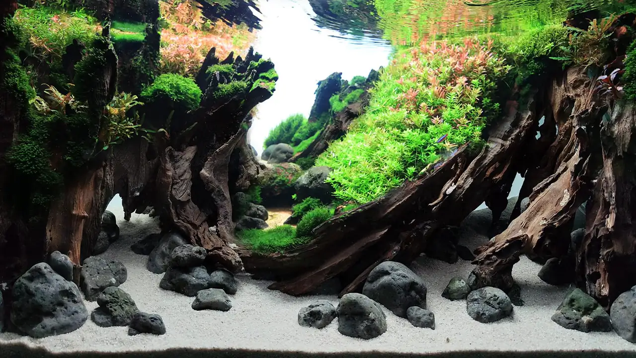 Aquascaping steps IAPLC 2024 Rank 94 - Silence - DuongChiBinh/VietNam