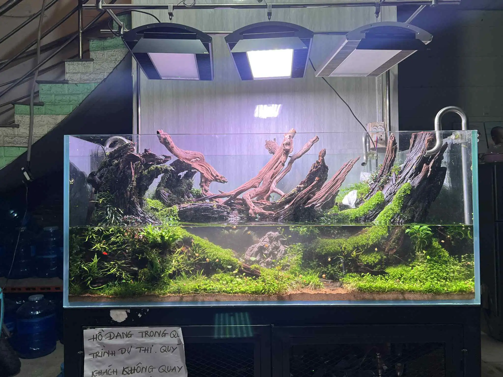 Aquascaping steps - Forest Spirit - IAPLC 2025 Fine Works - Vo Truong Nghia / Vietnam