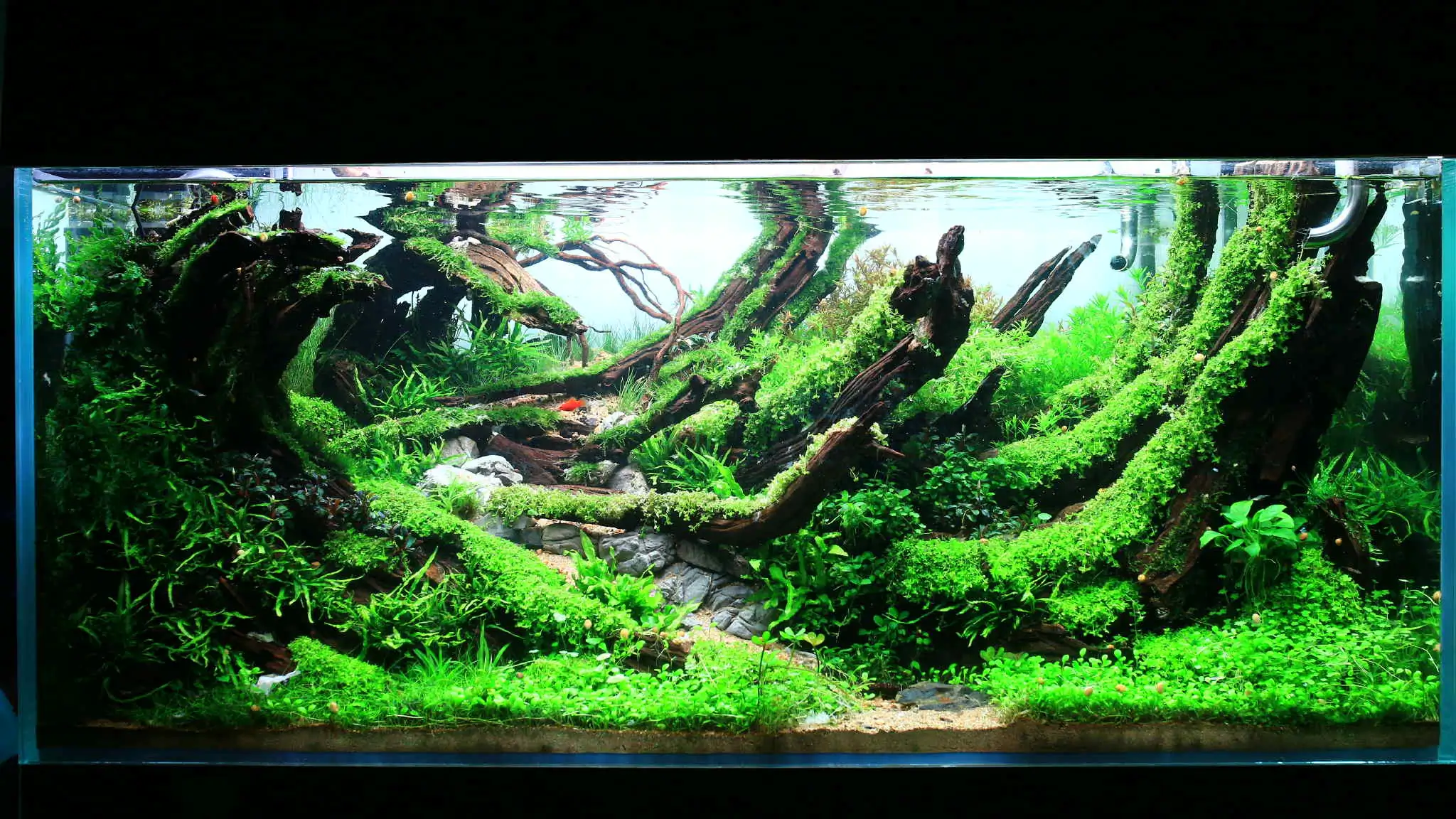 Aquascaping steps - Forest Spirit - IAPLC 2025 Fine Works - Vo Truong Nghia / Vietnam