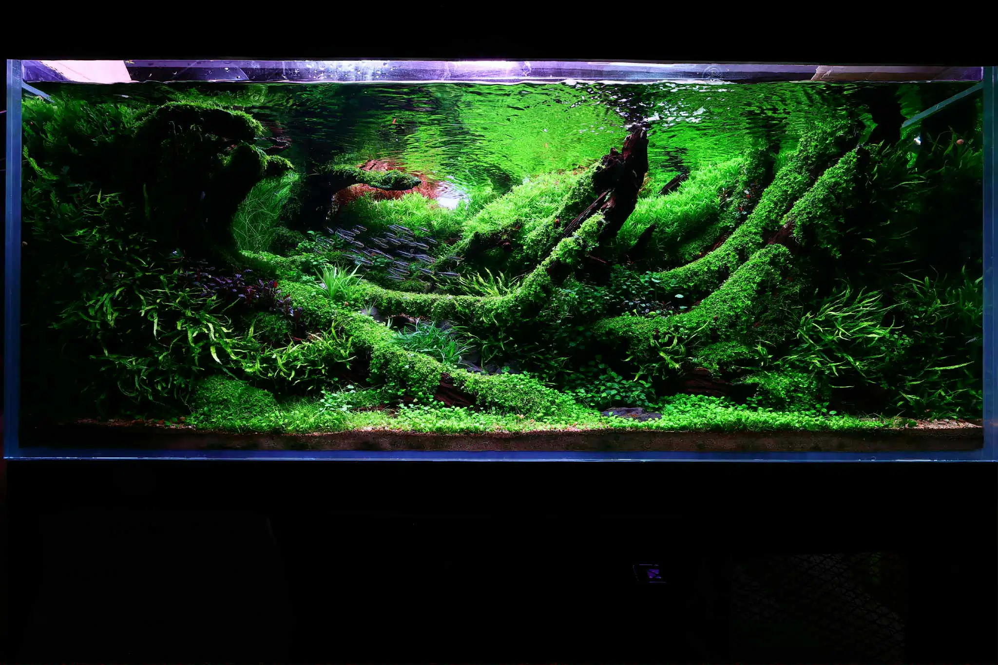 Aquascaping steps - Forest Spirit - IAPLC 2025 Fine Works - Vo Truong Nghia / Vietnam